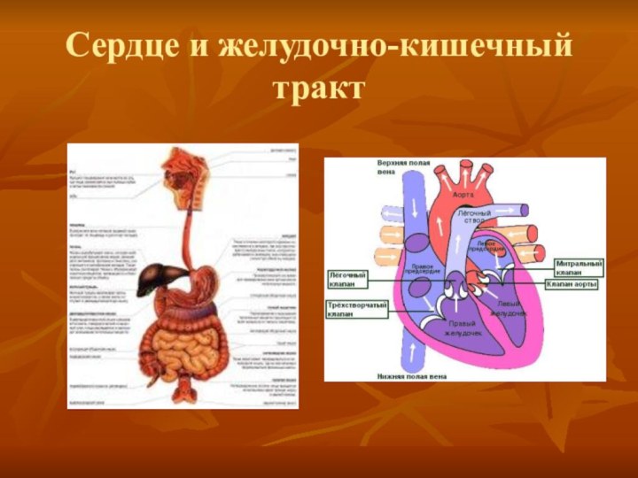 Сердце и желудочно-кишечный тракт