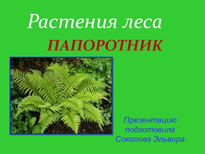 ПАПОРОТНИКРастения леса Презентацию подготовила Соколова Эльвира