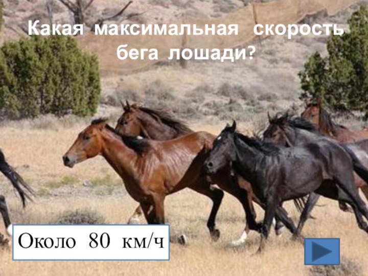 Какая максимальная  скорость  бега лошади? Около 80 км/ч