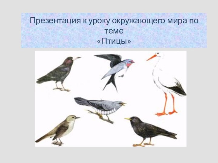Презентация к уроку окружающего мира по теме «Птицы»
