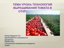 Презентация по дисциплине Технология производства продукции растениеводства в сельской усадьбе на тему Выращивание томата в открытом грунте