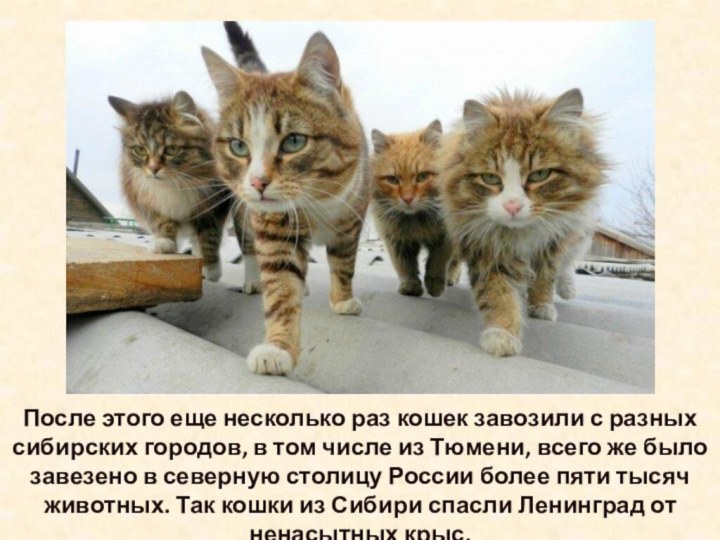 После этого еще несколько раз кошек завозили с разных сибирских городов, в