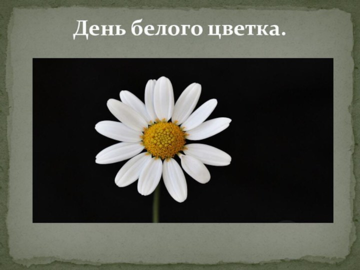 День белого цветка.