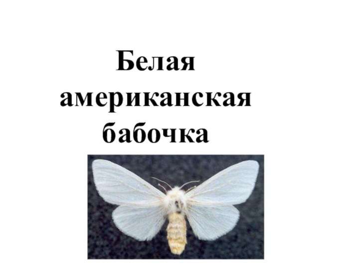 Белая американская бабочка