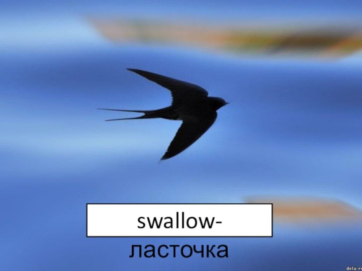 swallow-ласточка