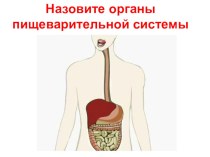 Пищеварение в желудке и кишечнике презентация