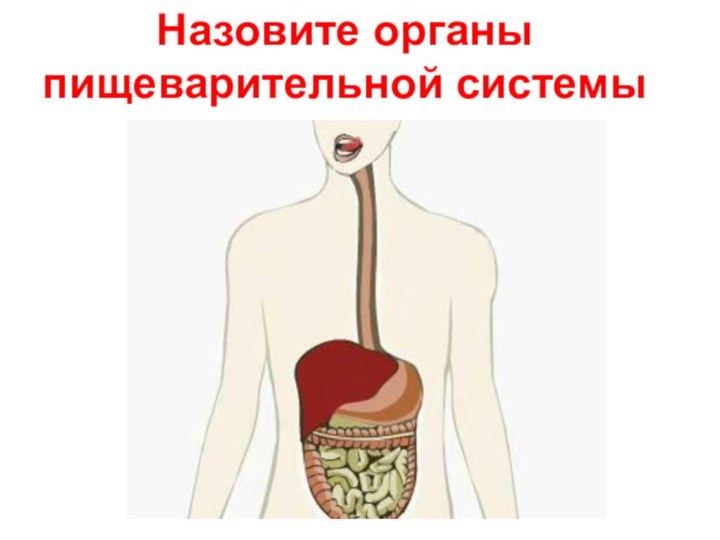 Назовите органы пищеварительной системы
