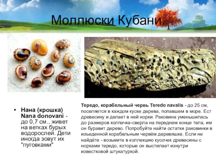 Моллюски Кубани.Нана (крошка) Nana donovani - до 0,7 см., живет на ветках бурых