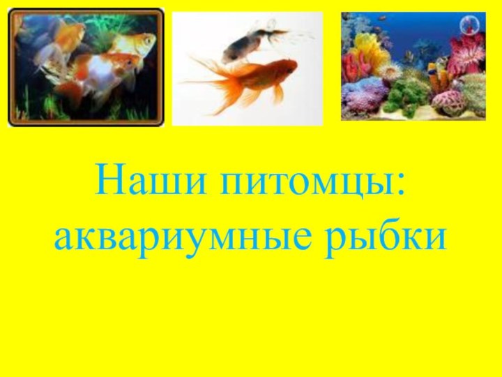 Наши питомцы: аквариумные рыбки