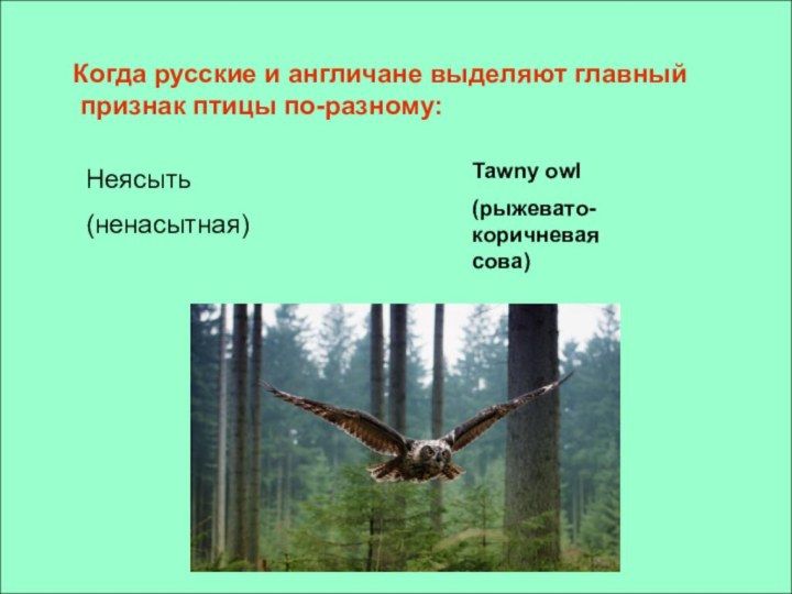 Когда русские и англичане выделяют главный признак птицы по-разному:Неясыть (ненасытная)Tawny owl(рыжевато-коричневая сова)