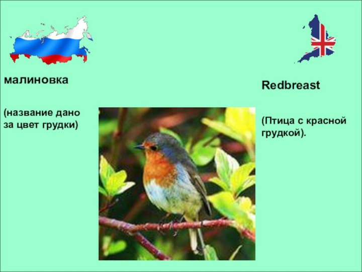 малиновкаRedbreast(Птица с красной грудкой).(название дано за цвет грудки)