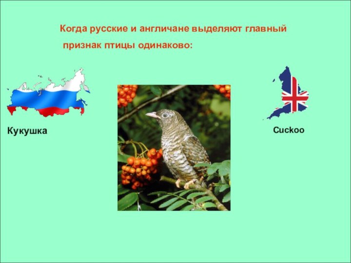 Когда русские и англичане выделяют главный признак птицы одинаково:КукушкаCuckoo
