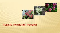 Презентация по географии Редкие растения России