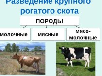 Презентация по биологии по теме многообразие млекопитающих Крупный рогатый скот