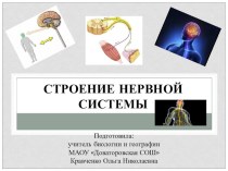 Презентация по биологии на тему  Строение нервной системы (8 класс)