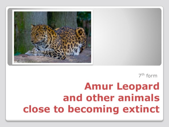 Amur Leopard and other animals close to becoming extinct7th form