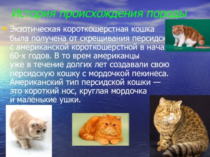 История происхождения породыЭкзотическая короткошерстная кошка была получена от скрещивания персидской с американской короткошерстной в начале