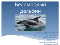 Презентация по ознакомлению с окружающим миром Беломордый дельфин