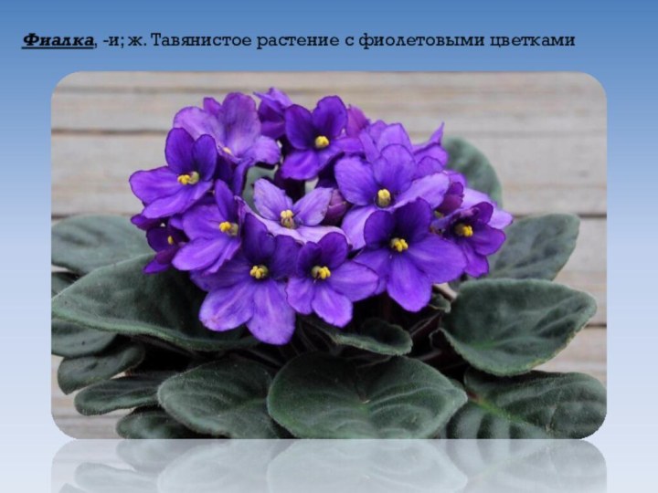 Фиалка, -и; ж. Тавянистое растение с фиолетовыми цветками