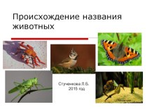 Презентация по русскому языку Происхождение названия животных