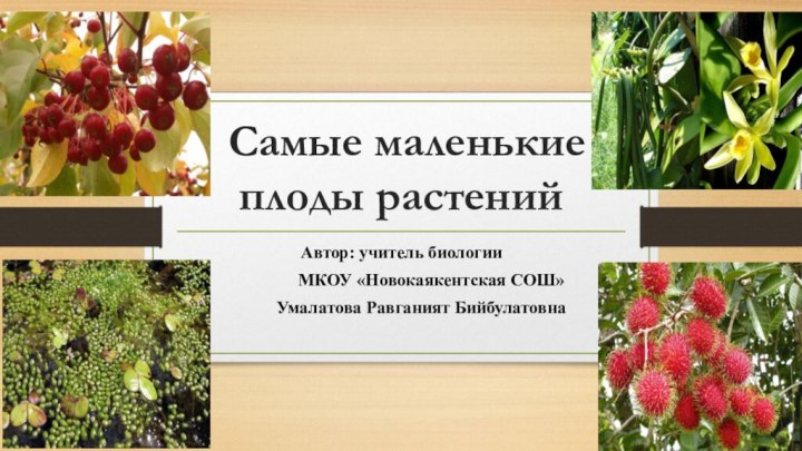 Самые маленькие плоды растенийАвтор: учитель биологии		МКОУ «Новокаякентская СОШ»     Умалатова Равганият Бийбулатовна