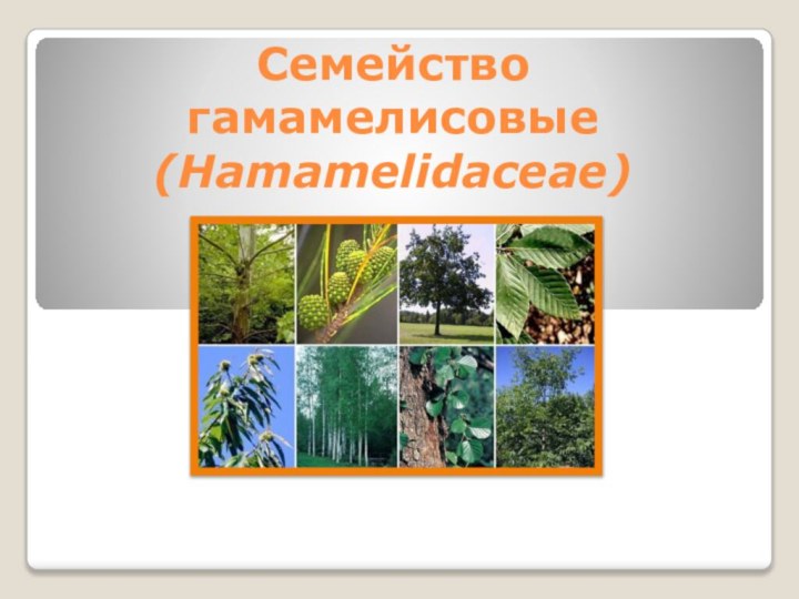Семейство гамамелисовые (Hamamelidaceae)