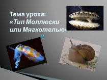 Презентация по биологии на тему Моллюски (7 класс)