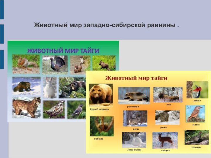 Животный мир западно-сибирской равнины .
