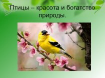 Презентация к внеклассному мероприятию Птицы- красота и богатство природы