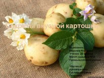 Секреты вкусной картошки
