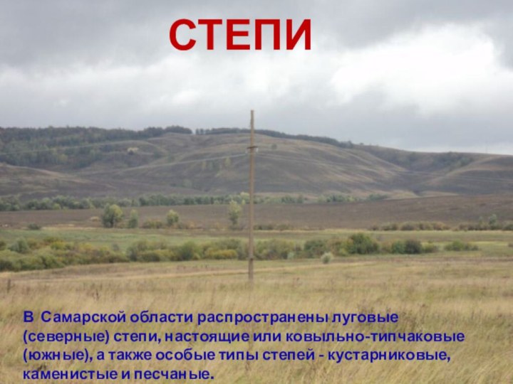 СтепиВ Самарской области распространены луговые (северные) степи, настоящие или ковыльно-типчаковые (южные), а