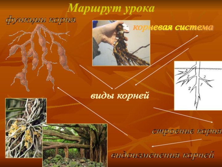 Маршрут урокавиды корней корневая система видоизменения корней функции корня строение корня