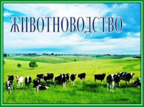 Презентация по географии Животноводство Беларуси