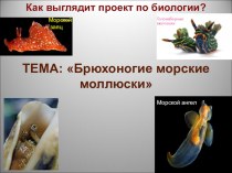 Презентация Морские брюхоногие моллюски
