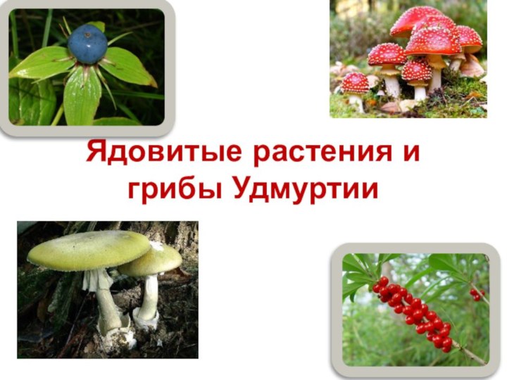 Ядовитые растения и грибы Удмуртии