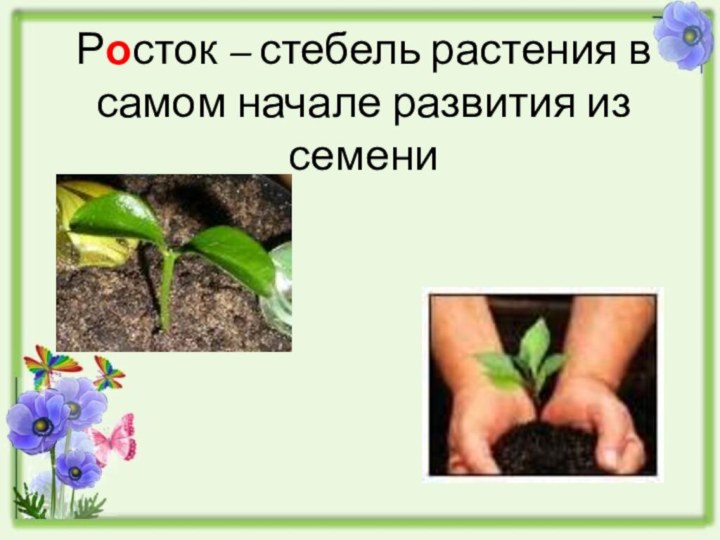 Росток – стебель растения в самом начале развития из семени