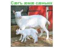 Презентация к уроку осетинского языка Домашние животные