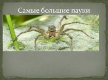 Самые большие пауки