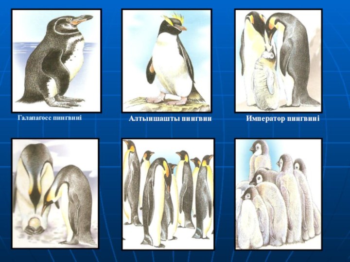 Галапагосс пингвиніАлтыншашты пингвин   Император пингвині