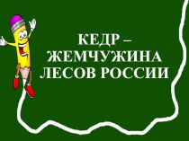 Презентация по окружающему миру на тему Кедр - жемчужина России (2 класс)
