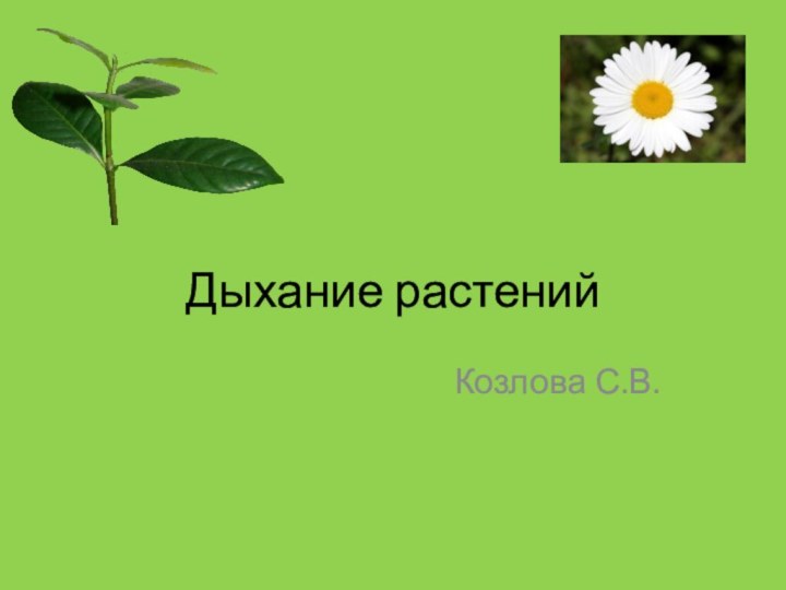 Дыхание растенийКозлова С.В.