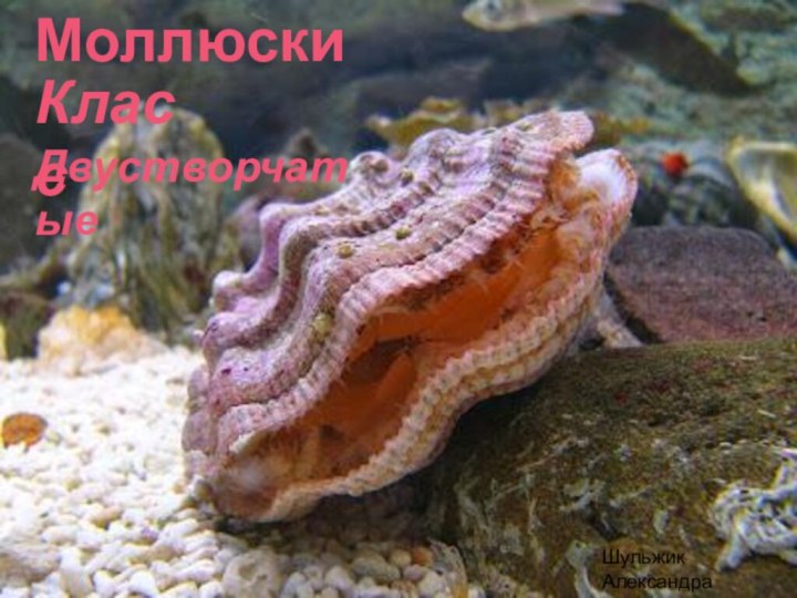 Моллюски  Класс ДвустворчатыеШульжик Александра7 «А» класс