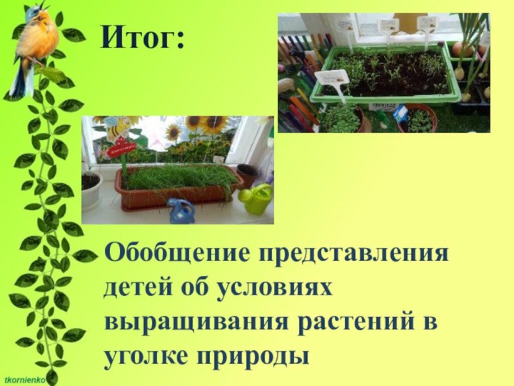 Итог:Обобщение представления детей об условиях выращивания растений в уголке природы
