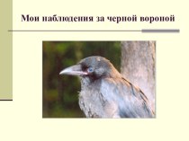 Презентация по теме Многообразие птиц - Мои наблюдения за чёрной вороной