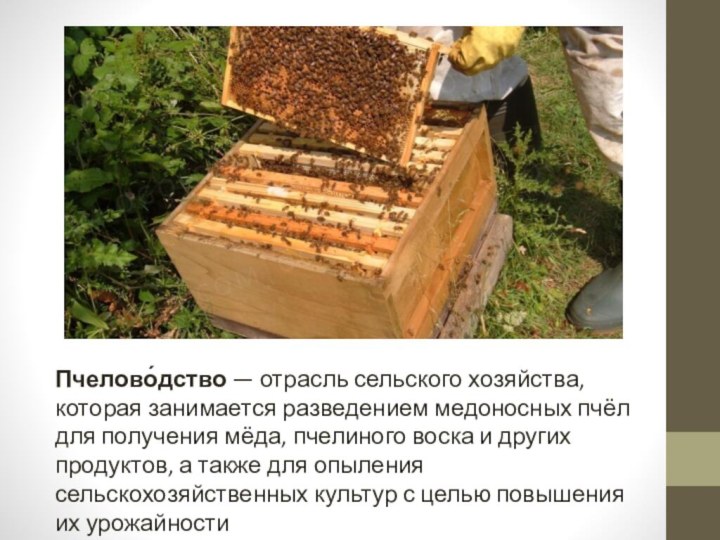Пчелово́дство — отрасль сельского хозяйства, которая занимается разведением медоносных пчёл для получения
