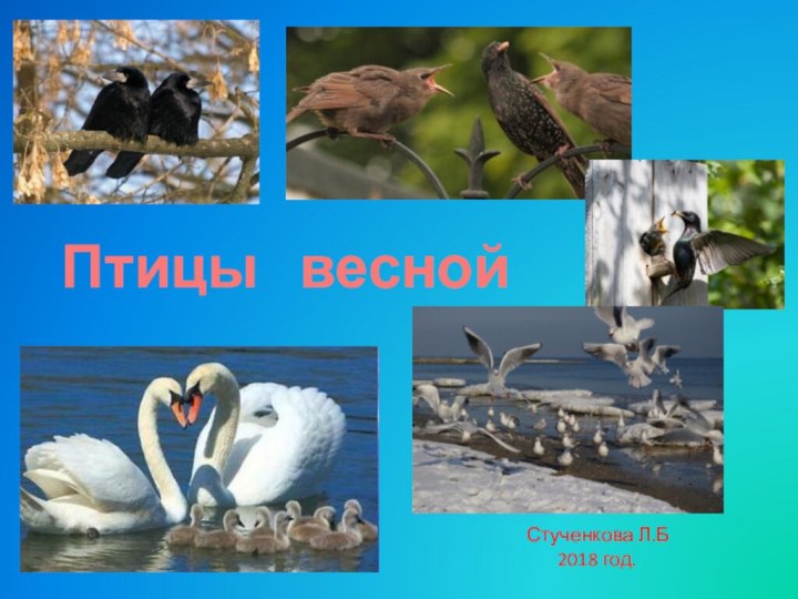 Птицы  веснойСтученкова Л.Б    2018 год.