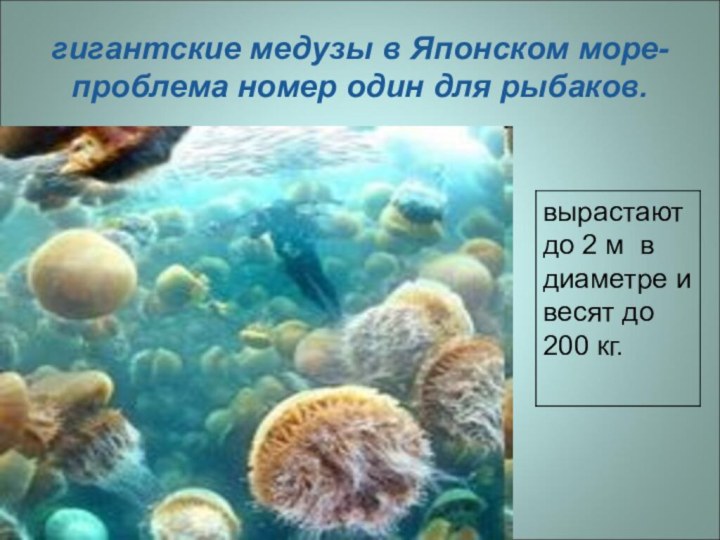 гигантские медузы в Японском море- проблема номер один для рыбаков.