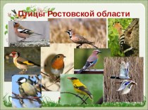 Презентация по биологии ко Дню птиц на тему  Птицы Ростовской области (5- 7 кл)