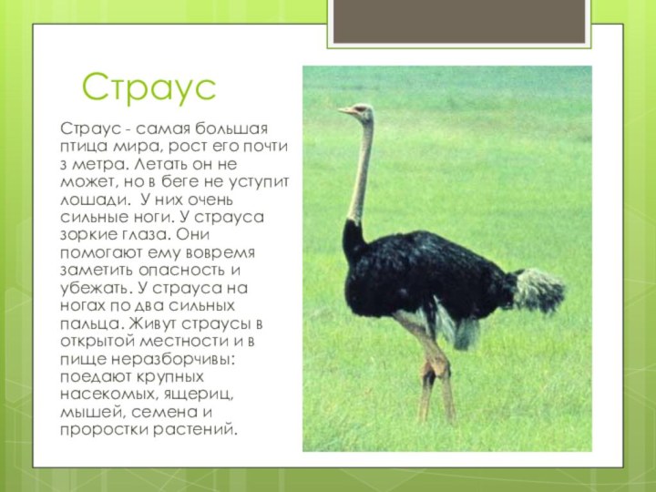 СтраусСтраус - самая большая птица мира, рост его почти з метра. Летать