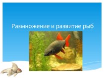 Презентация по биологии Размножение и развитие рыб (7 класс)